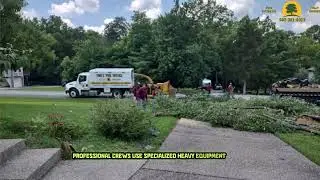 Why is tree removal so expensive in Louisville, Kentucky?