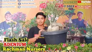 🔴 Live Flash Sale Adenium Bunga tumpuk Dan karakter (3 Januari 2026)#Rachmannursery #Adenium