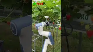 Revolutionizing Agriculture: Meet MiFood's Strawberry Picking Robot!