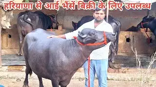 🌳 देखिए हरियाणा के हिसार से यूपी के डेयरी फार्म पर बिक्री के लिए भैंसें उतरी || shivam yadav dairy 