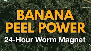 Banana Peel Biochar Transform Dead Soil & Double Worms in 24 Hours!&rdquo;