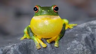 Red-eyed Tree Frog Sounds - A cacophony of calls!