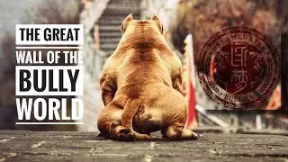 MAGOO | THE FACE OF THE AMERICAN BULLY BREED