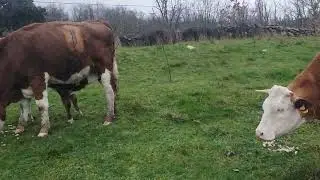 A est&aacute;s las hemos cambiado porque estaban los praos a nado!!!!