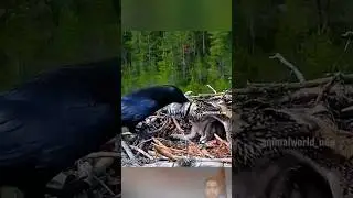 crow attack the eagle baby 😱😱#crow vs eagle 🦅#bird #slowed #birdking #crowlovers #elephantbird 😱😱😱🥺