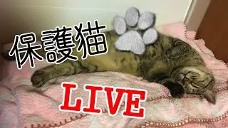 ねころび荘 保護猫部屋配信20251113
