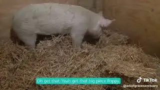 Have You Ever Seen A Pig Build A Bed?