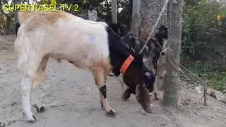 Wow! Big Billy Goat First Time Meeting With A Small  Goats2021 Crossing।। Super Rasel Tv 2