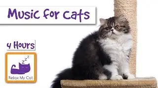 Музыка для кошек и котят, помочь сохранить вашу кошку спокойствие и улучшить поведение