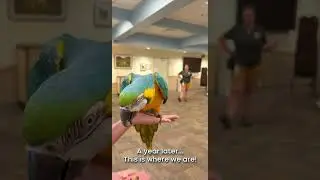 Harley the Parrot Learns to Fly (1 Year Update) - Cincinnati Zoo #shorts
