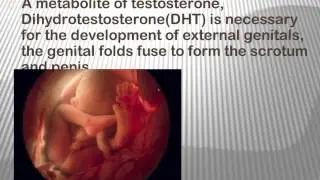 Development of Fetus