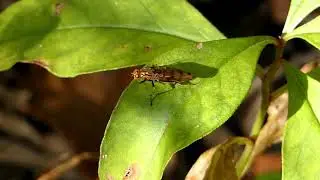 Five-legged Dryomyzid Fly Grooms Herself