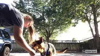 Summer&rsquo;s Dogs stage 1 Dog Training