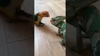 chameleon vs love birds #wildlife #helpingwildlife #savethewildlife #chameleon #lovebirds #lovebird