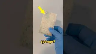 Сколько бактерий на губке?!
