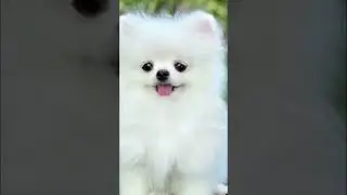 Cute dogs photos&hearts;️&hearts;️&hearts;️&hearts;️