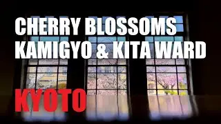 Cherry blossoms in Kyoto, Kamigyo & Kita ward, weeping cherry trees in full bloom in several places