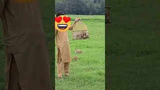 Partridge Chicks Released | #partridges #partridgechicks #shorts