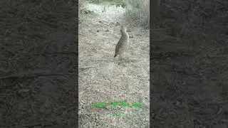 desi teetar ki awaaz