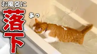 ジャンプに失敗した猫がお風呂に落ちていきました。
