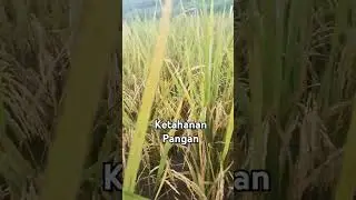 #farming #farmer #farm #video #videoshort #yutubeshorts #yuotubeshorts #world #global #rice #jogja