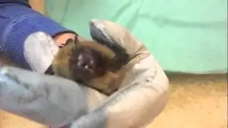 Bat chirping
