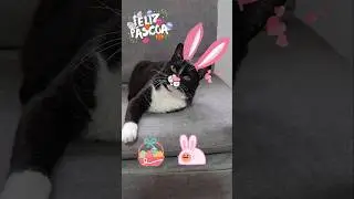 FELIZ P&Aacute;SCOA 🐰😻❤️ #gatos #pascoa2025 #coelhinhodap&aacute;scoa #pascoa #humor #humorpet #memes #cat #pets