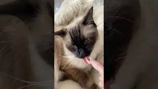 Benya Cat eating shrimp  #cateating