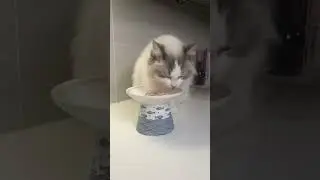 What I Feed My Ragdoll Kitten #shorts #ragdolls #catfood