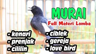 MASTERAN MURAI BATU GACOR DOR BONGKAR ISIAN,  CILILIN KENARI GACOR PANJANG