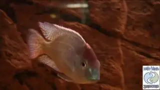 PISCES farm - Introduction