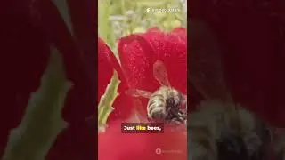 &ldquo;Why Do Bees Dance?  #Bees #NatureSecrets #Motivation #Teamwork #Wildlife #shorts