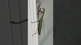 Praying mantis momma 1