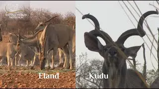 Follow The Tracks &ndash; Episode 2 &ndash; Eland & Kudu