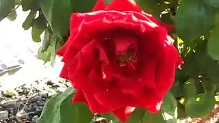 RAW VIDEO A Red Rose Blowing In The Breeze