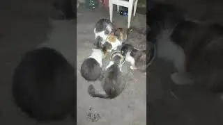 Хлопнули за минуту.