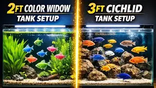 AMAZING Beautiful Aquarium Setup at Home with 2ft and 3ft Tanks
