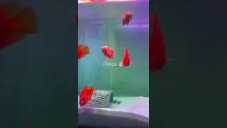 Peace ✌🏼 in the water ..🫂💐🌱❤️ #music #song #fishing #fishes #fishinglife #fishtank #ytshort