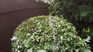 HOW TO: Shear a shrub to the right shape