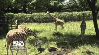 Giraffe Feeding at Blank Park Zoo