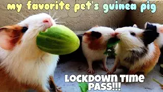 Guinea Pig In Tamil Review | Cute Animals | Guinea Pig Full Details | Pet Animals Review | D2T