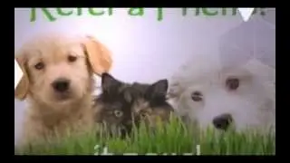We Love Referrals | 813-563-3538 | Florida Pet Sitters & Dog Walkers