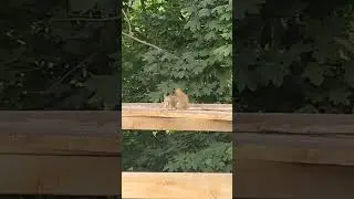Red squirrel LOUDLY claiming territory
