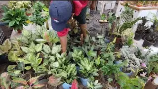 GALIFF STREET MARKET VISIT LATEST PRICES OF INDOOR PLANTS AGLAONEMA ZZ PLANT CALATHEA MANY OTHERS