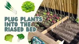 Using Plug plants to get growing in the raised bed