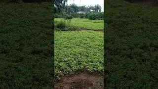 WATER LEAF FARM, well fertilized