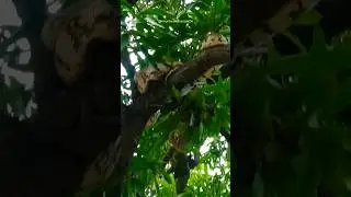 king cobra #shorts 🤯🌏#viral #youtubeshorts