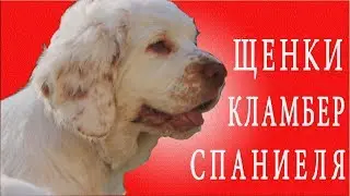 Щенки кламбер спаниеля. Кламбер спаниель. Щенки