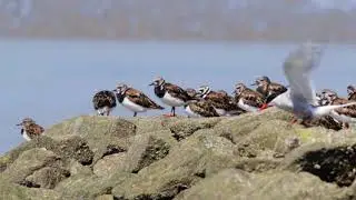 Bird of the day #6 Steinw&auml;lzer - ruddy turnstone - Arenaria interpres -  Insel Neuwerk