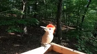 red-bellied woodpecker call